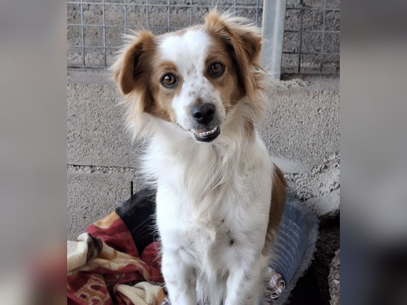 Miko sucht eine liebevolle Familie