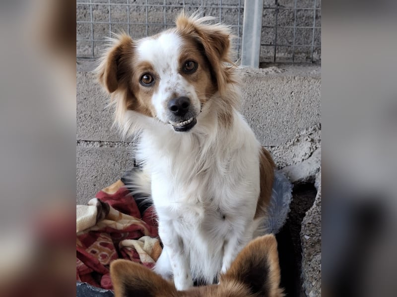 Miko sucht eine liebevolle Familie