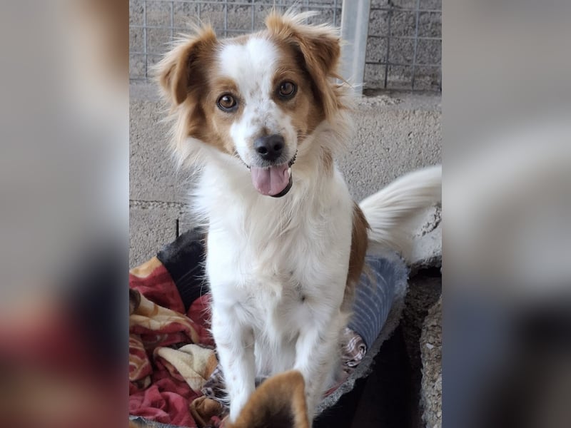 Miko sucht eine liebevolle Familie