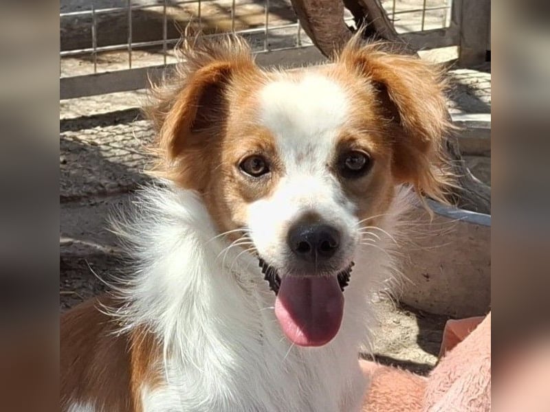 Miko sucht eine liebevolle Familie