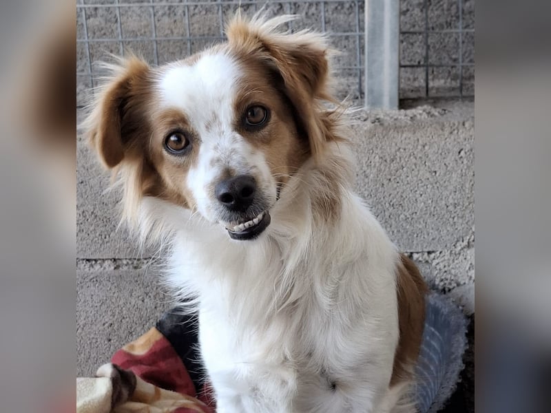 Miko sucht eine liebevolle Familie