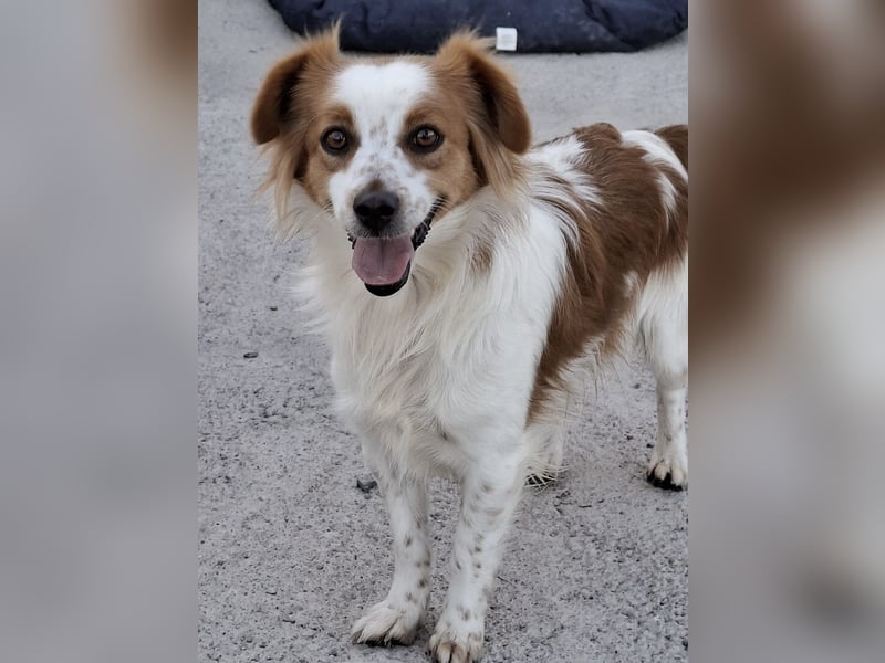 Miko sucht eine liebevolle Familie