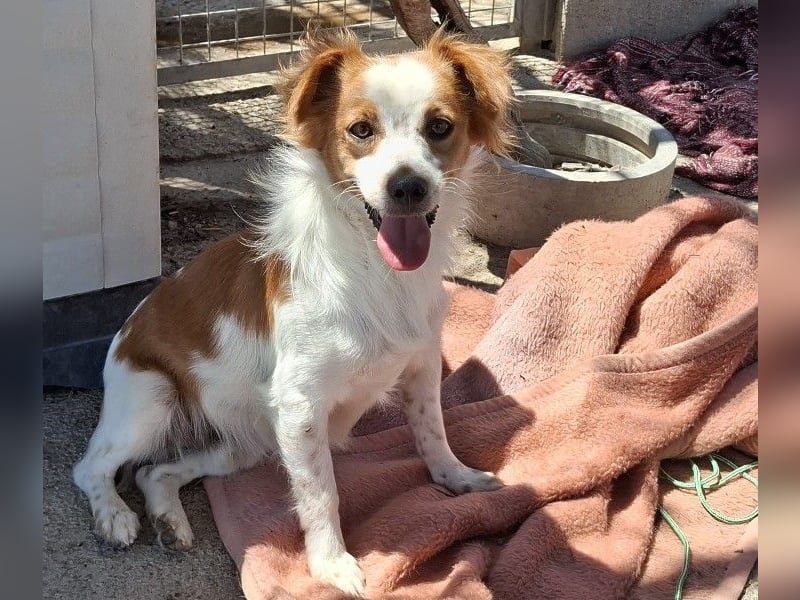Miko sucht eine liebevolle Familie