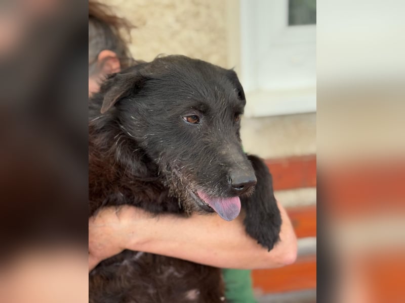 Amy - Sensible Hundedame sucht ihr Für-Immer-Zuhause - auf PS 64832 Babenhausen