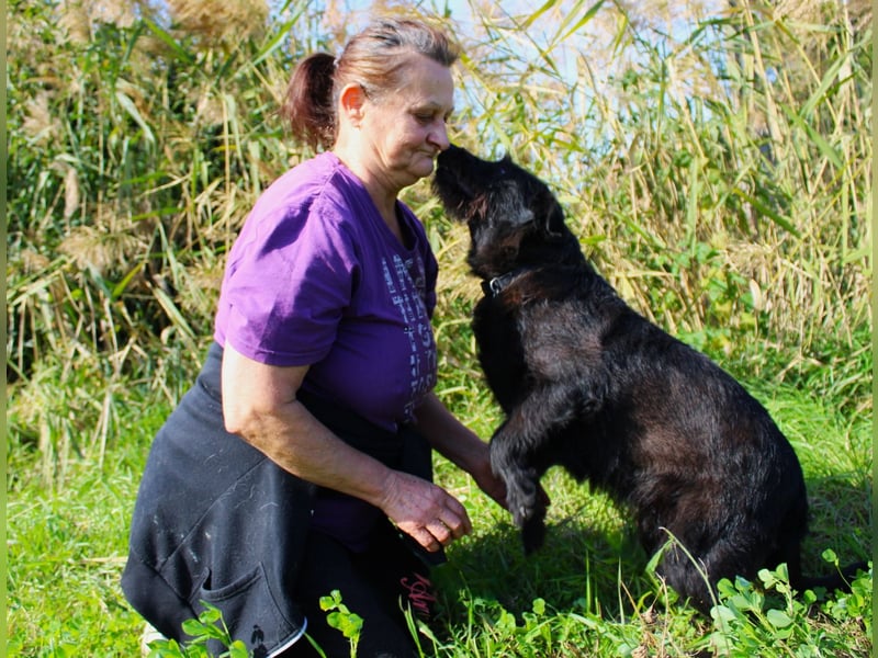 Amy - Sensible Hundedame sucht ihr Für-Immer-Zuhause - auf PS 64832 Babenhausen