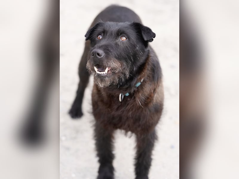 Amy - Sensible Hundedame sucht ihr Für-Immer-Zuhause - auf PS 64832 Babenhausen