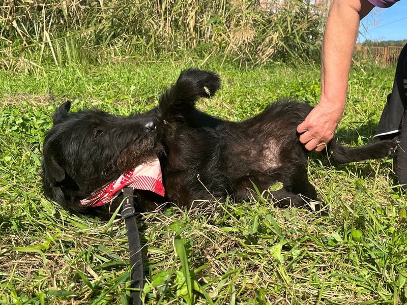 Amy - Sensible Hundedame sucht ihr Für-Immer-Zuhause - auf PS 64832 Babenhausen