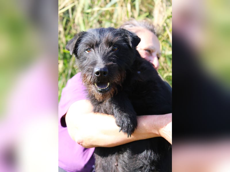 Amy - Sensible Hundedame sucht ihr Für-Immer-Zuhause - auf PS 64832 Babenhausen