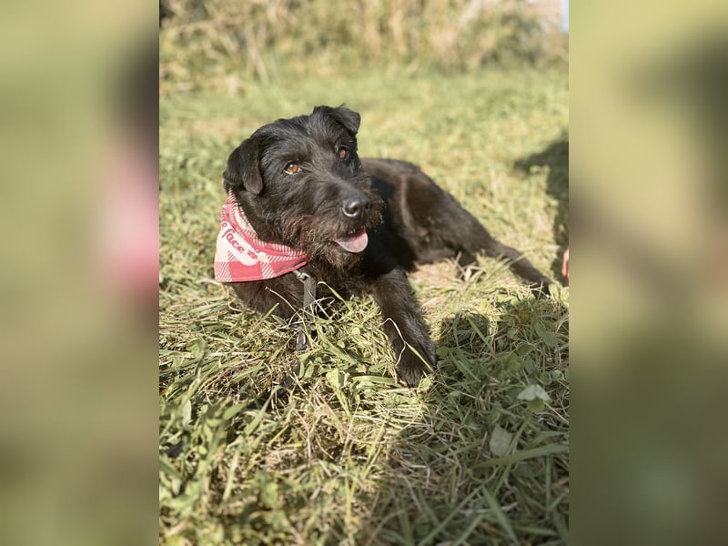 Amy - Sensible Hundedame sucht ihr Für-Immer-Zuhause - auf PS 64832 Babenhausen