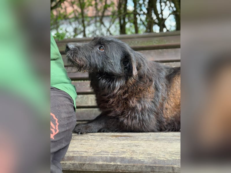 Amy - Sensible Hundedame sucht ihr Für-Immer-Zuhause - auf PS 64832 Babenhausen