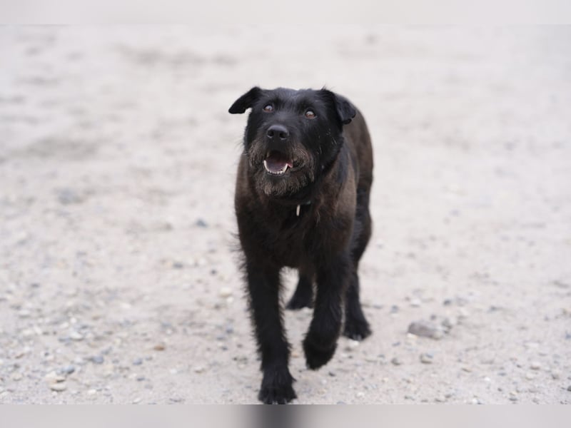 Amy - Sensible Hundedame sucht ihr Für-Immer-Zuhause - auf PS 64832 Babenhausen