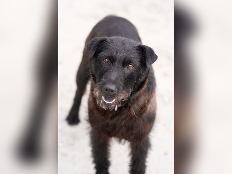 Amy - Sensible Hundedame sucht ihr Für-Immer-Zuhause - auf PS 64832 Babenhausen