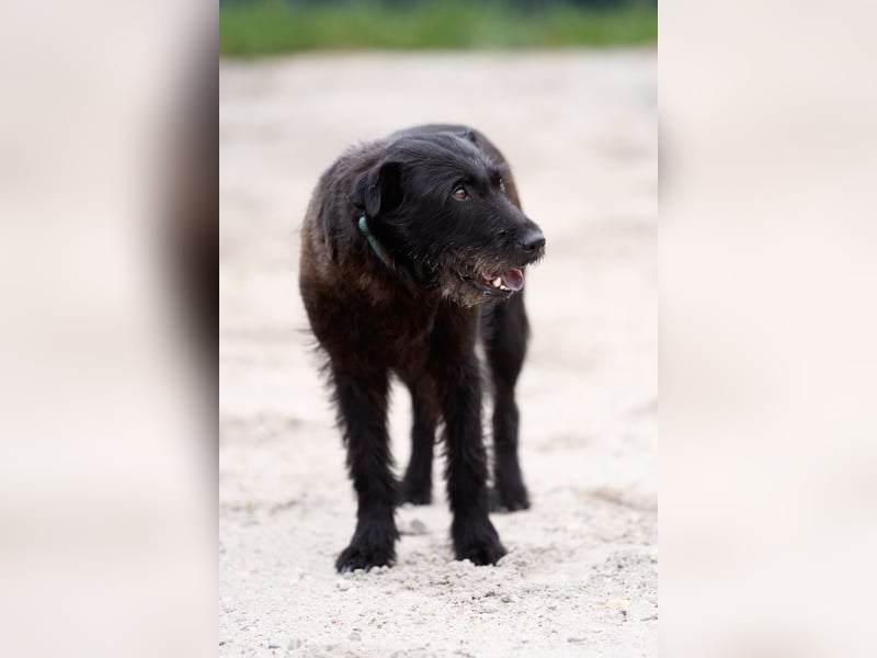 Amy - Sensible Hundedame sucht ihr Für-Immer-Zuhause - auf PS 64832 Babenhausen