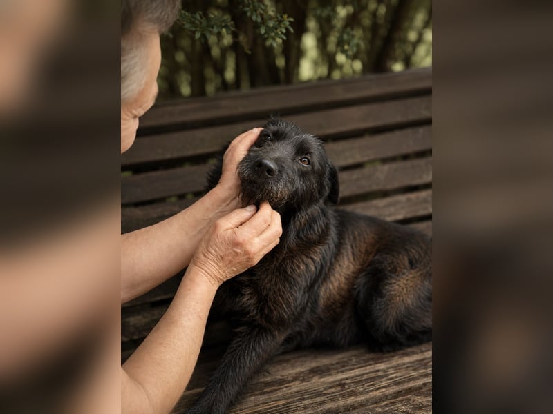Amy - Sensible Hundedame sucht ihr Für-Immer-Zuhause-auf PS 64832 Babenhausen