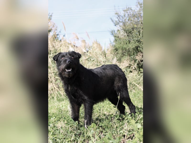 Amy - Sensible Hundedame sucht ihr Für-Immer-Zuhause - auf PS 64832 Babenhausen