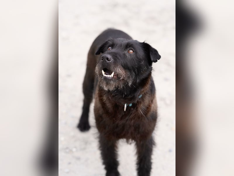 Amy - Sensible Hundedame sucht ihr Für-Immer-Zuhause - auf PS 64832 Babenhausen