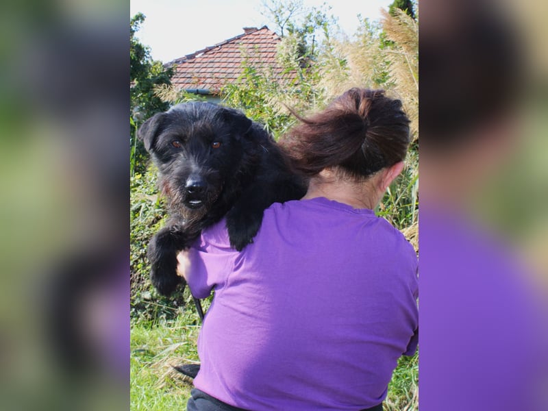 Amy - Sensible Hundedame sucht ihr Für-Immer-Zuhause - auf PS 64832 Babenhausen
