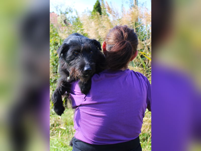 Amy - Sensible Hundedame sucht ihr Für-Immer-Zuhause - auf PS 64832 Babenhausen