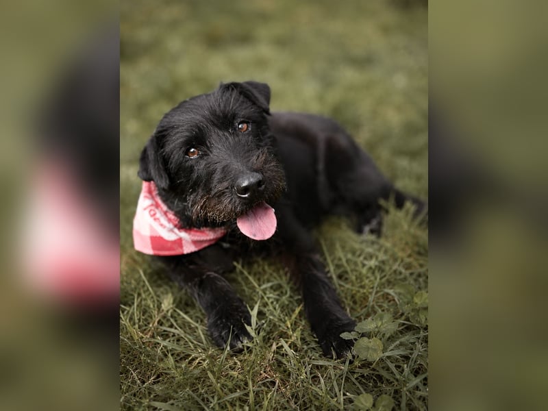 Amy - Sensible Hundedame sucht ihr Für-Immer-Zuhause-auf PS 64832 Babenhausen