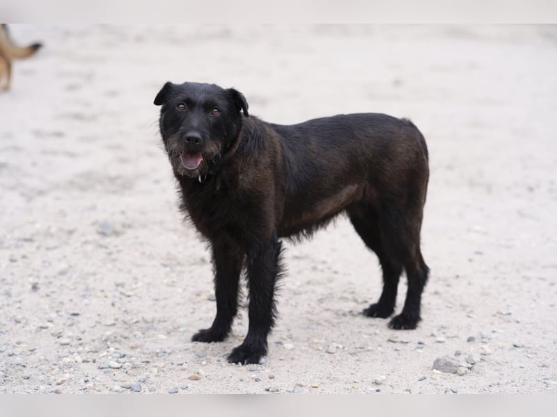 Amy - Sensible Hundedame sucht ihr Für-Immer-Zuhause - auf PS 64832 Babenhausen