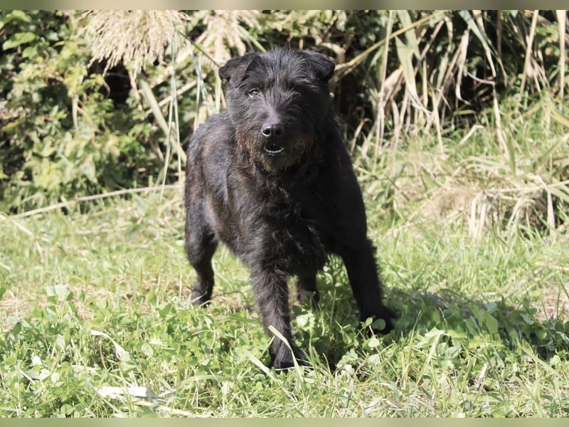 Amy - Sensible Hundedame sucht ihr Für-Immer-Zuhause - auf PS 64832 Babenhausen