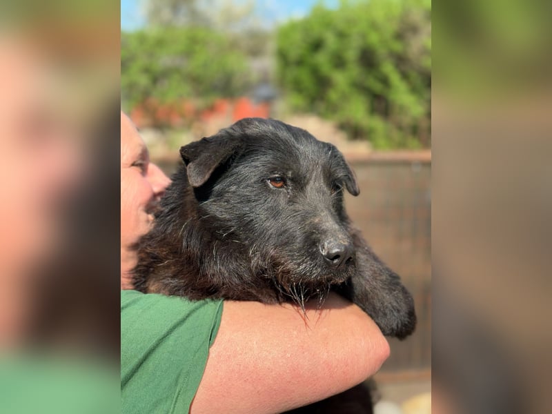 Amy - Sensible Hundedame sucht ihr Für-Immer-Zuhause - auf PS 64832 Babenhausen