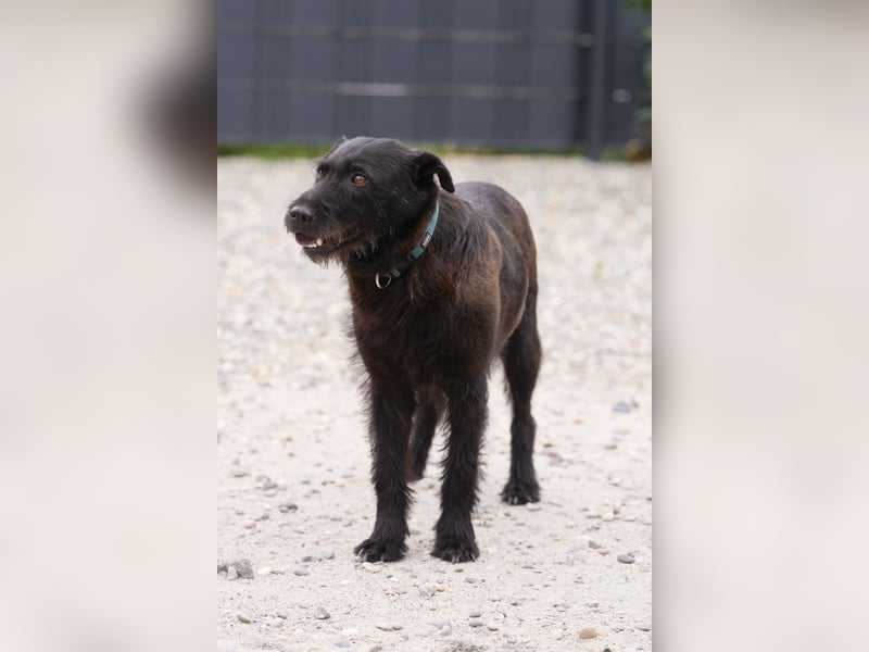 Amy - Sensible Hundedame sucht ihr Für-Immer-Zuhause - auf PS 64832 Babenhausen