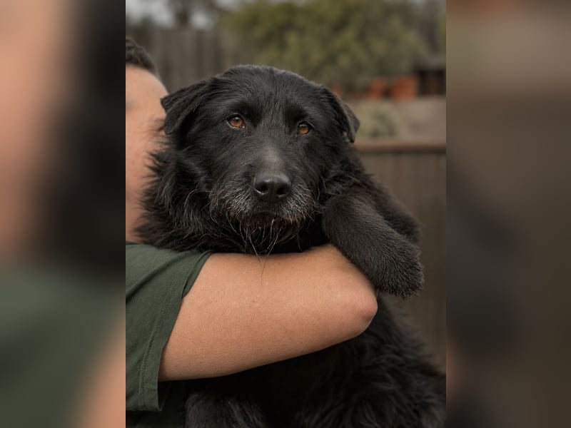 Amy - Sensible Hundedame sucht ihr Für-Immer-Zuhause - auf PS 64832 Babenhausen