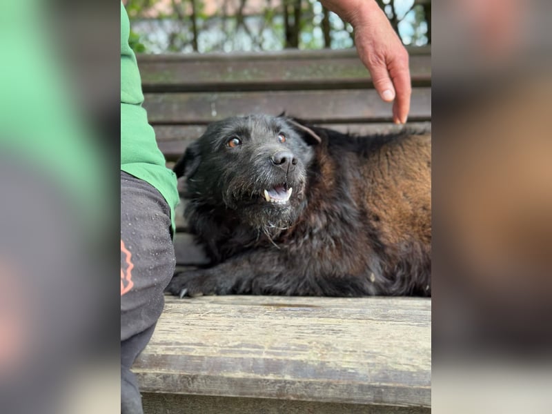 Amy - Sensible Hundedame sucht ihr Für-Immer-Zuhause - auf PS 64832 Babenhausen