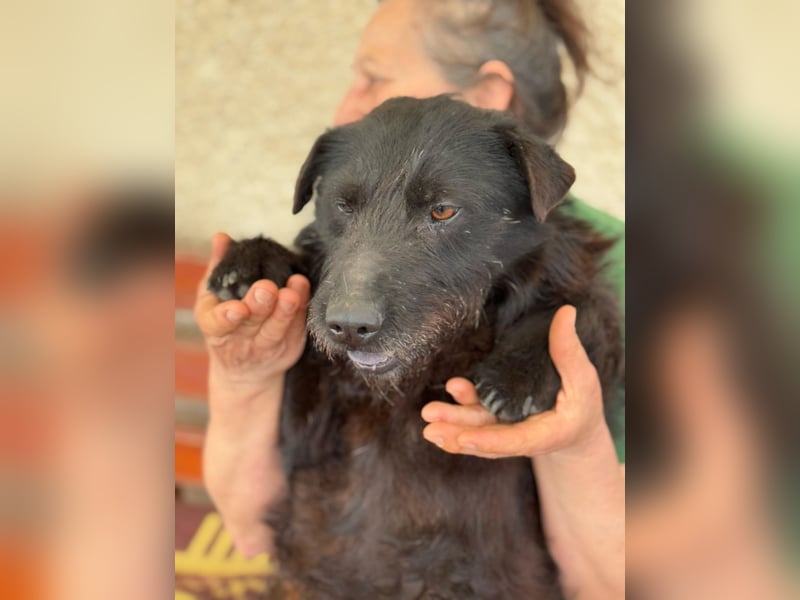Amy - Sensible Hundedame sucht ihr Für-Immer-Zuhause - auf PS 64832 Babenhausen