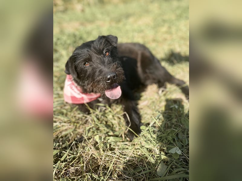 Amy - Sensible Hundedame sucht ihr Für-Immer-Zuhause - auf PS 64832 Babenhausen