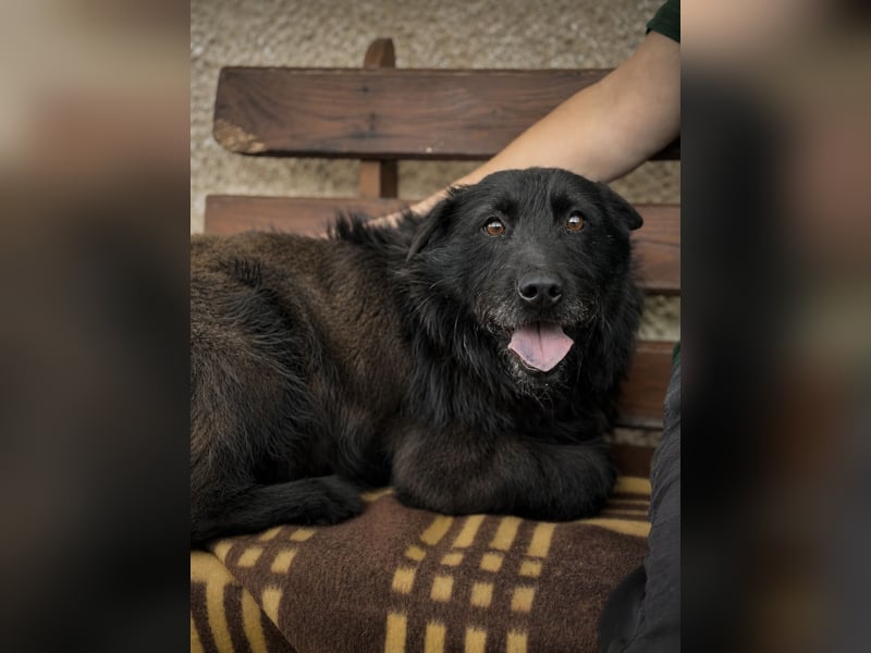 Amy - Sensible Hundedame sucht ihr Für-Immer-Zuhause-auf PS 64832 Babenhausen