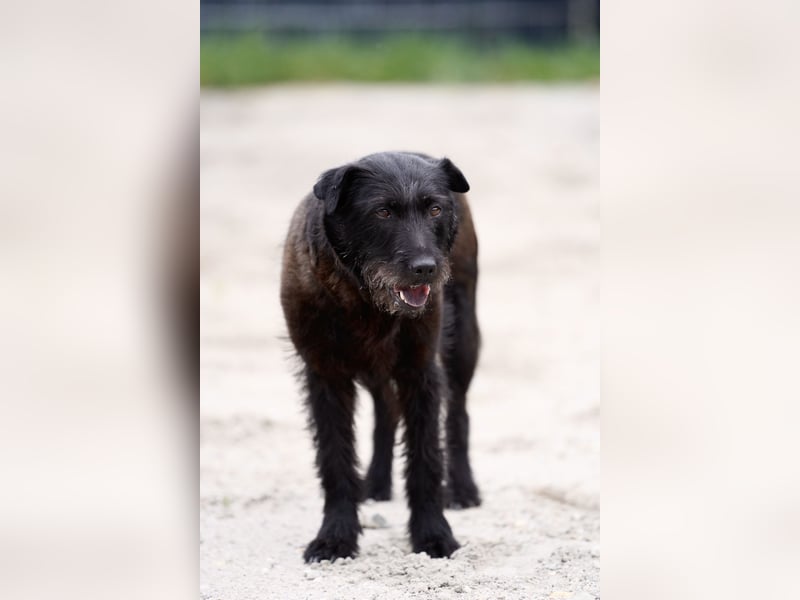 Amy - Sensible Hundedame sucht ihr Für-Immer-Zuhause - auf PS 64832 Babenhausen
