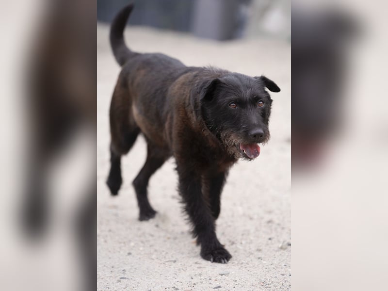 Amy - Sensible Hundedame sucht ihr Für-Immer-Zuhause - auf PS 64832 Babenhausen
