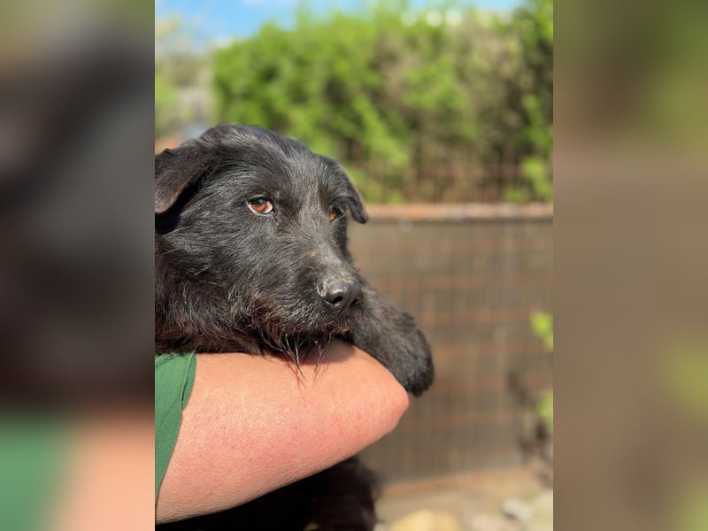 Amy - Sensible Hundedame sucht ihr Für-Immer-Zuhause - auf PS 64832 Babenhausen