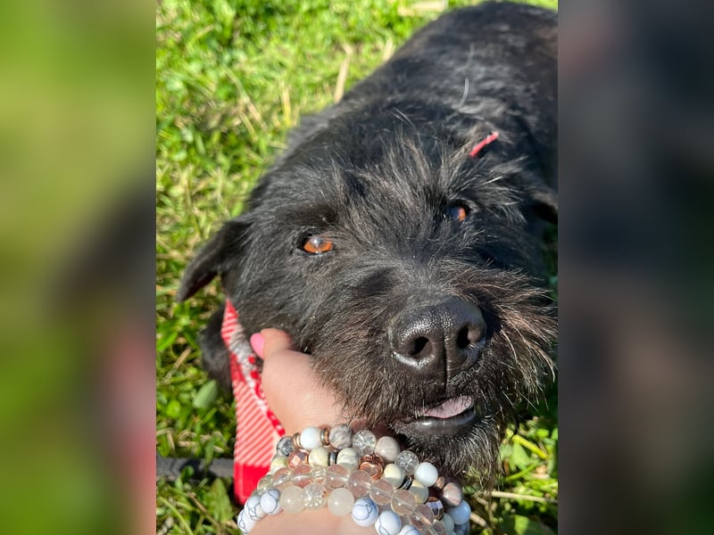 Amy - Sensible Hundedame sucht ihr Für-Immer-Zuhause - auf PS 64832 Babenhausen
