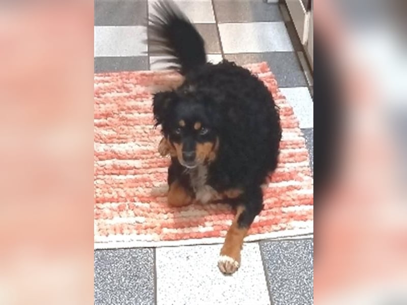 Uli - arbeitsfreudiger Gute-Laune-Hund