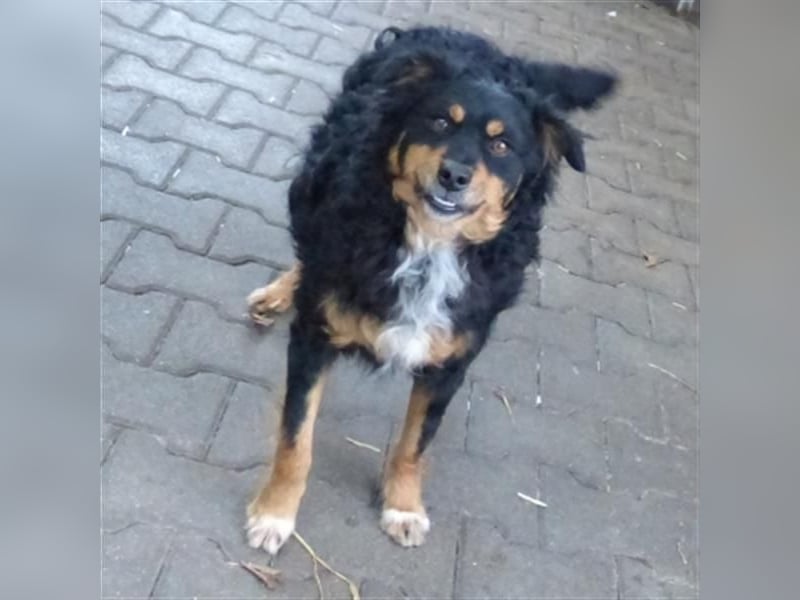 Uli - arbeitsfreudiger Gute-Laune-Hund