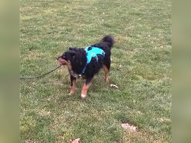 Uli - arbeitsfreudiger Gute-Laune-Hund