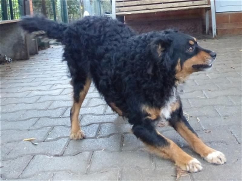 Uli - arbeitsfreudiger Gute-Laune-Hund