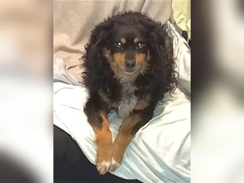 Uli - arbeitsfreudiger Gute-Laune-Hund