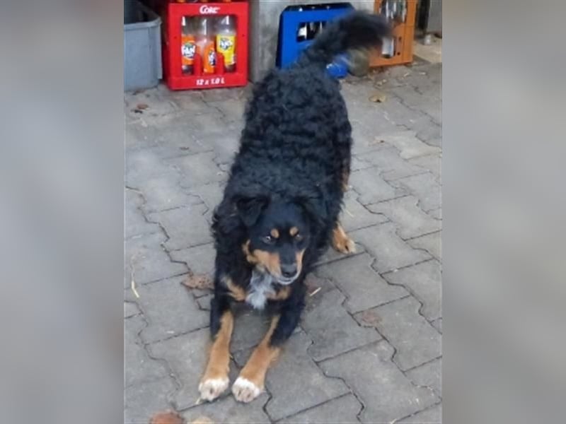 Uli - arbeitsfreudiger Gute-Laune-Hund