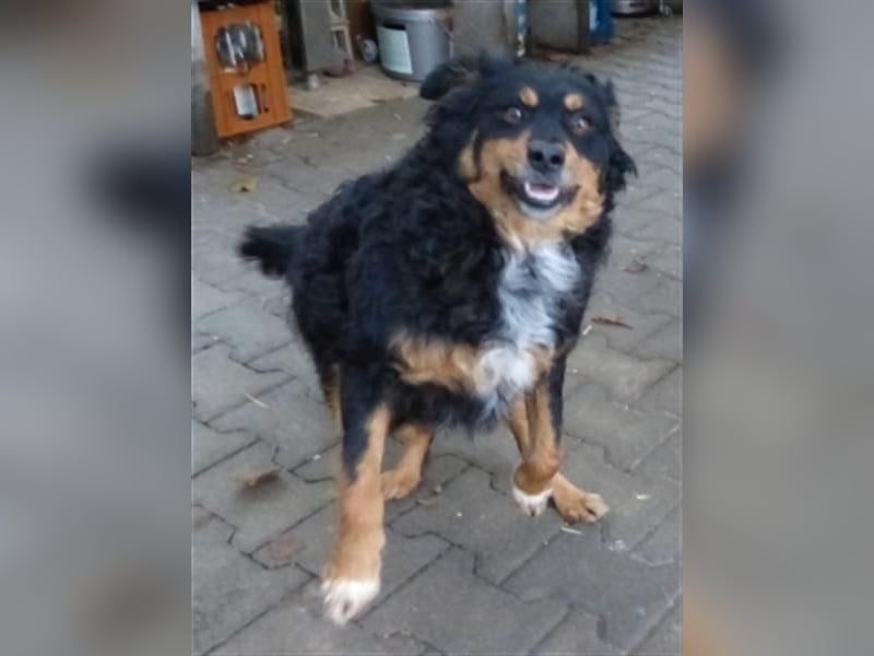 Uli - arbeitsfreudiger Gute-Laune-Hund