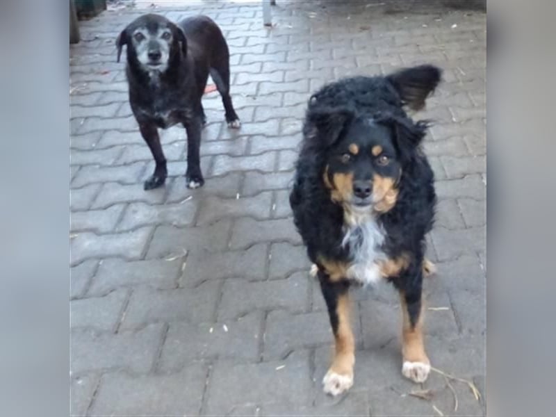 Uli - arbeitsfreudiger Gute-Laune-Hund