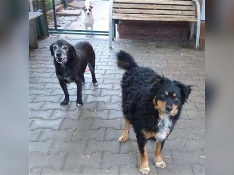 Uli - arbeitsfreudiger Gute-Laune-Hund