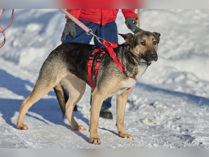 Schlaue DINA sucht eine Familie gerne mit Kindern