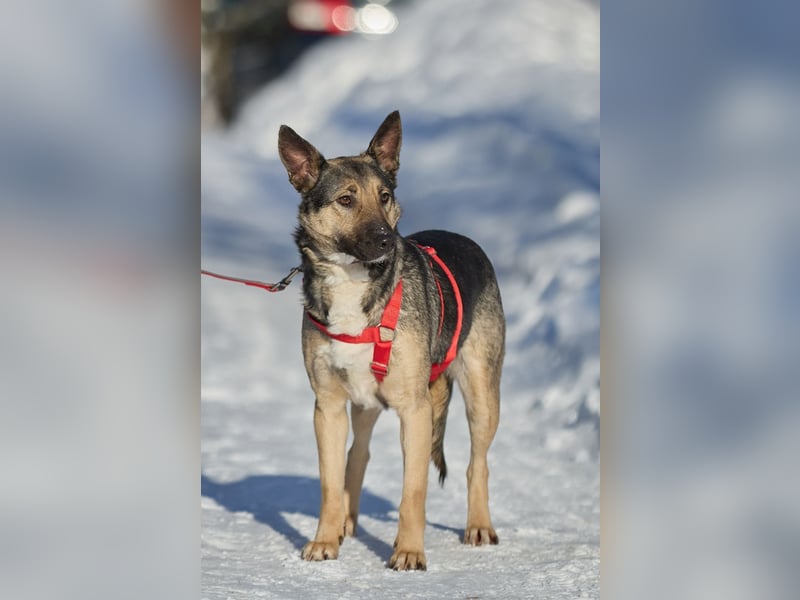 Schlaue DINA sucht eine Familie gerne mit Kindern