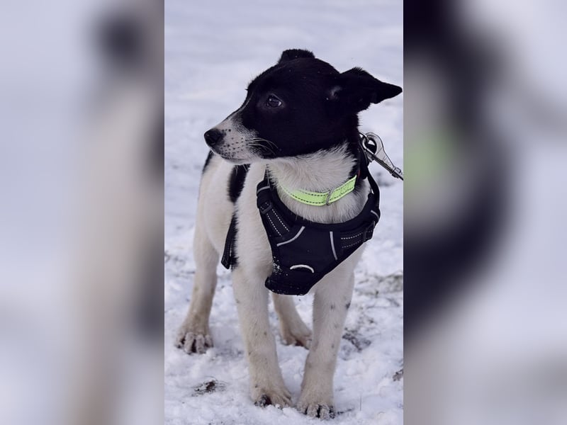 Zarte SOFIA sucht eine wundervolle Familie