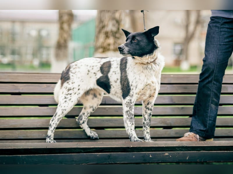 MAYKA – liebevolle Familienhündin sucht ihr Glück