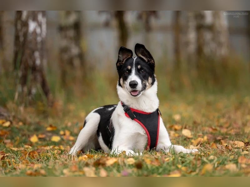 Hübsche KATIE sucht eine aktive Familie